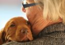 prendre soin d'un vieux chien