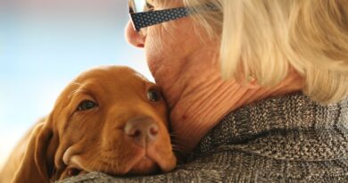 prendre soin d'un vieux chien