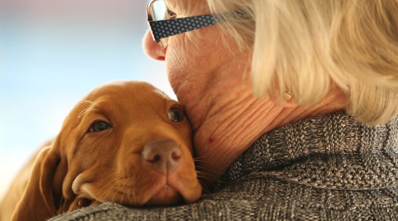 prendre soin d'un vieux chien