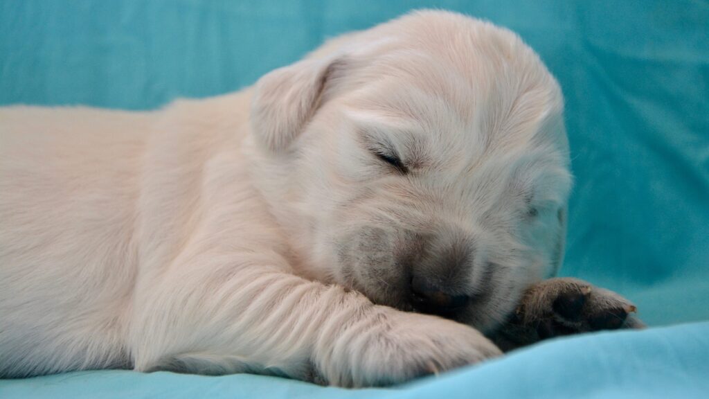 préparer la naissance de chiots