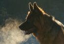 quelle assurance pour vieux chien