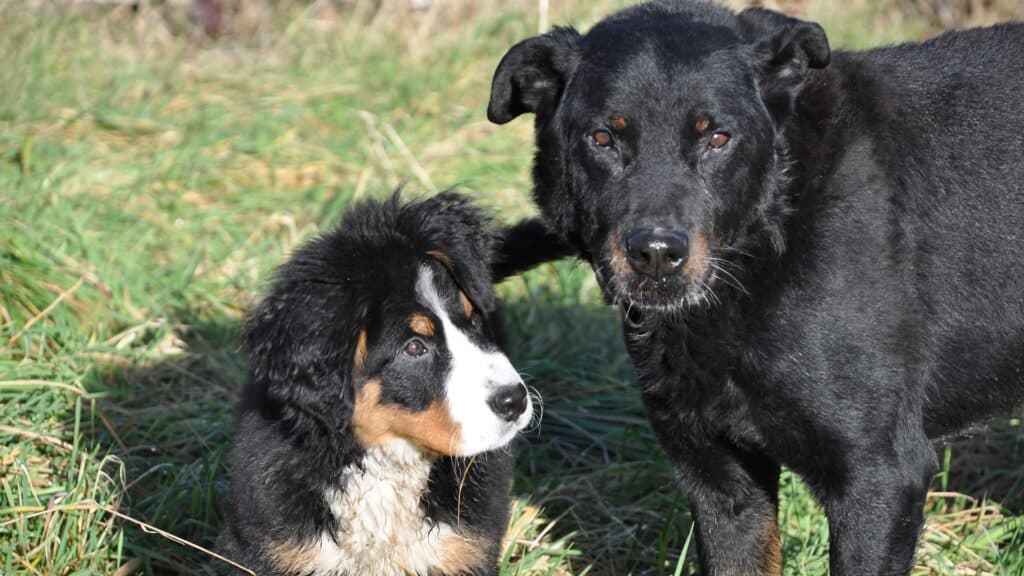 races de chiens du groupe 1