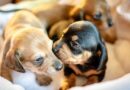 races de chiens du groupe 4