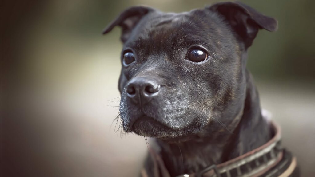 races de chiens terriers