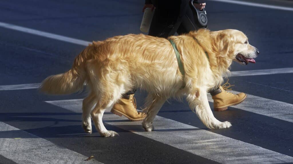 recourir à un chien d’assistance