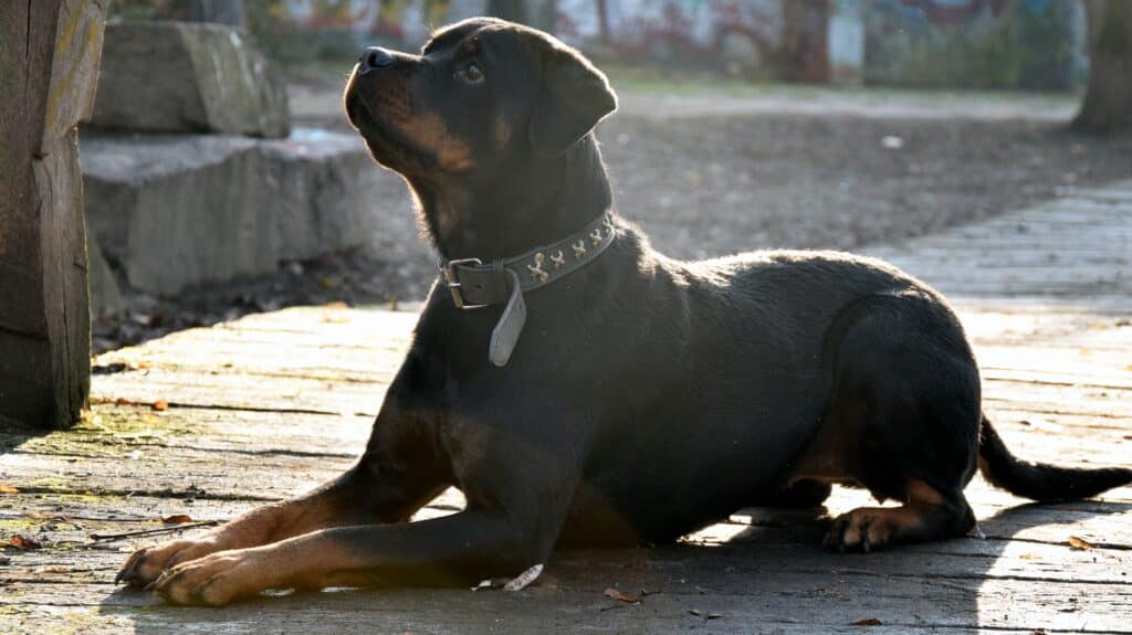 rotweiller