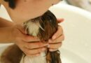 assurer un animal de compagnie