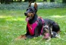 harnais pour chien
