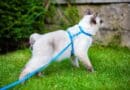 Comment choisir le bon harnais pour chat ?
