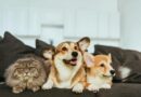 Où trouver les médicaments pour vos animaux ?