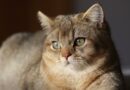 Comment savoir si mon chat a des tiques ?