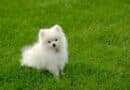 Est-ce une bonne idée d’adopter un spitz nain ?