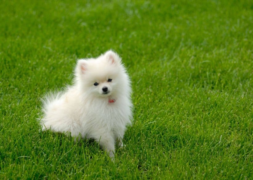 Est-ce une bonne idée d'adopter un spitz nain ?