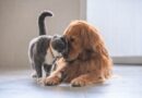 Créez un petit paradis pour vos animaux