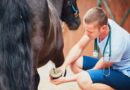 Comment peut vous aider un vétérinaire pour chevaux ?