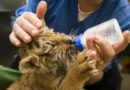 Formations aux métiers animaliers : quels domaines ?