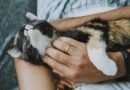 Comment bien prendre soin de la santé de son chat ?