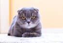 Quels sont les différents accessoires pour chat ?