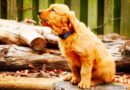 Chien qui hurle pourquoi