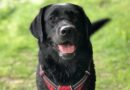 Résiliation assurance pour chien