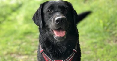 Résiliation assurance pour chien