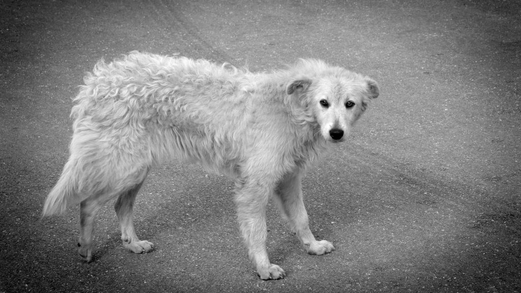 Résiliation assurance pour chien pourquoi