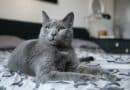 <strong>Quels sont les moyens efficaces pour habituer votre chat à sa litière ?</strong>