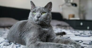 <strong>Quels sont les moyens efficaces pour habituer votre chat à sa litière ?</strong>