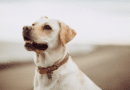 Quels sont les avantages d’un collier personnalisé pour chien ?