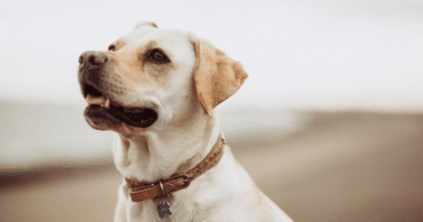 Quels sont les avantages d’un collier personnalisé pour chien ?