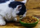 Alimentation pour chat : 3 raisons d’opter pour des croquettes bio