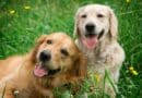 Gérer les allergies chez les chiens cause symptômes et traitements