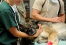 Que faire en cas d’urgence vétérinaire ?