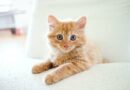 Comment apprendre à son chat à faire dans la litière ?