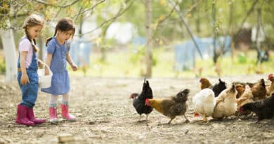 Elever des poules dans son jardin : comment faire ?