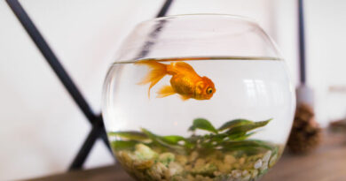 Entretien des aquariums : 3 astuces incontournables pour un résultat impeccable